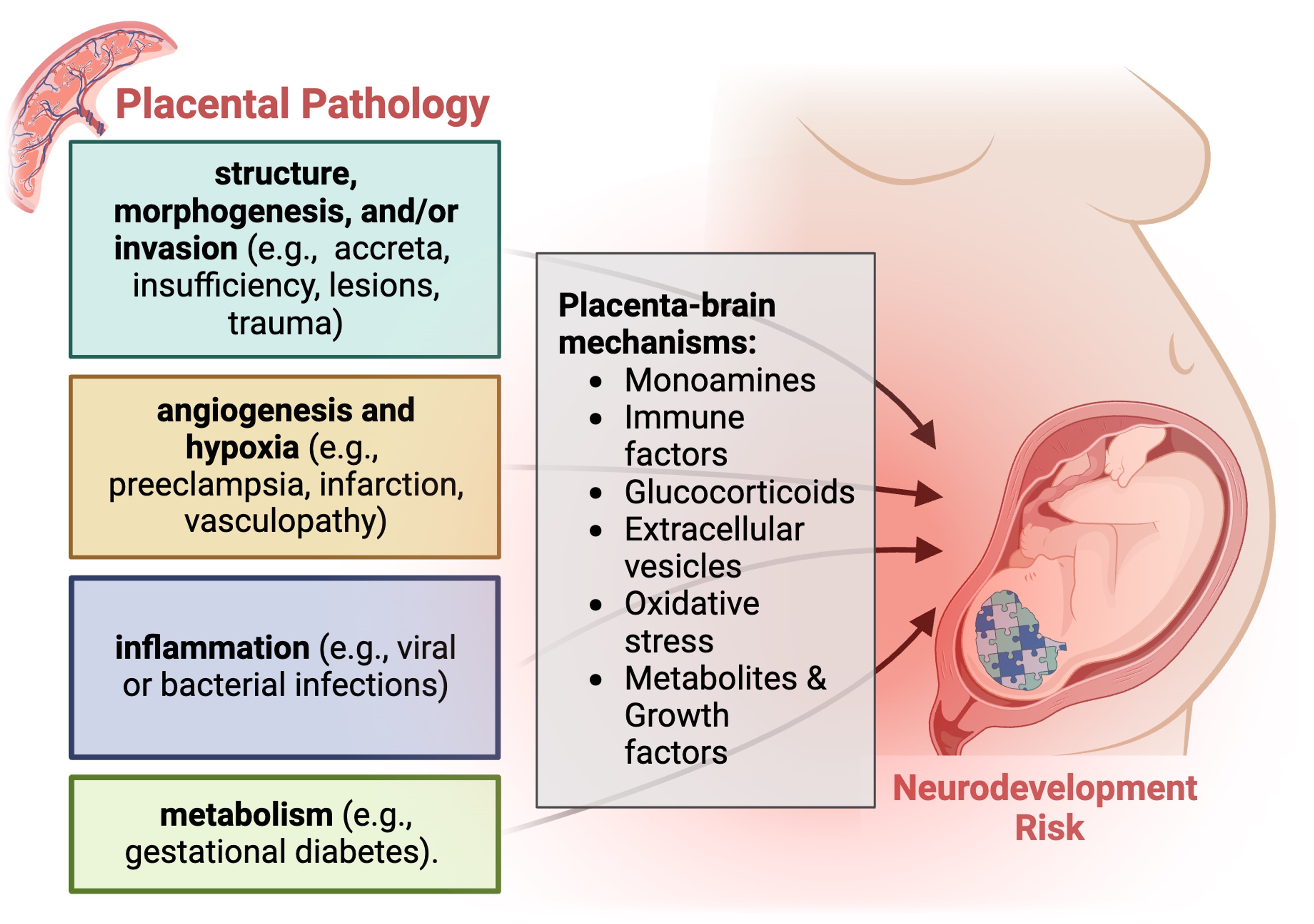 Diagram of Placental Pathology