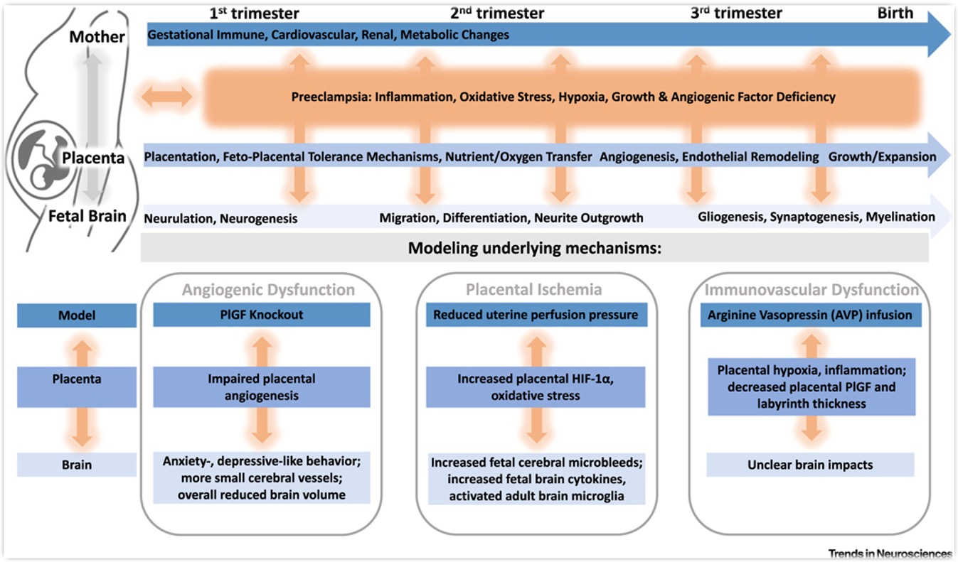 Diagram of Underlaying Mechanisms