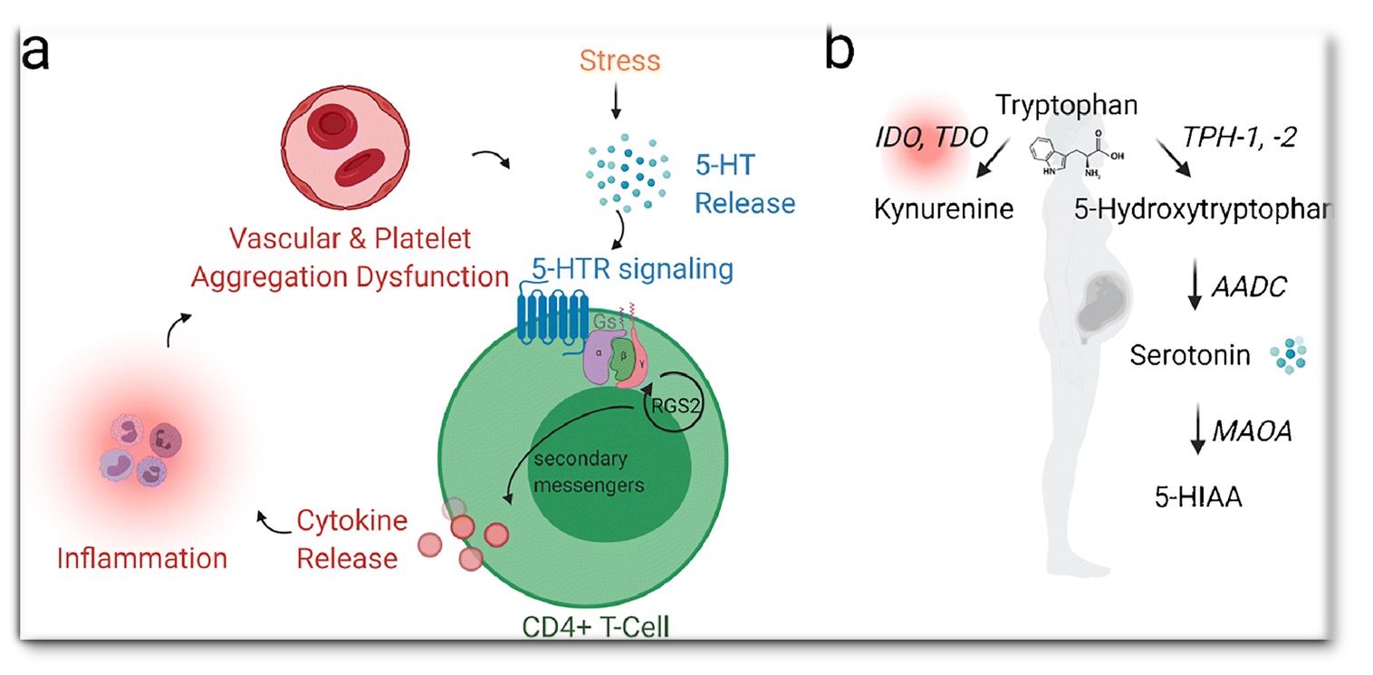 Hypothesized mechanism by which hyperserotonemia drives pro-inflammation in preeclampsia. PMID: 34351543